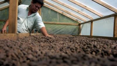 El secado es fundamental para el proceso de producción del cacao orgánico.