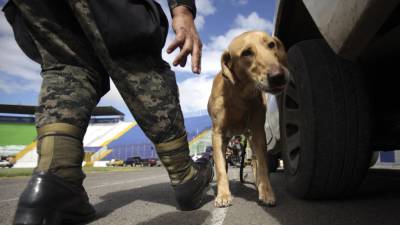 Elementos del Escuadrón Antibombas hicieron una segunda inspección en el Estadio Nacional.
