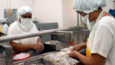 <b><span class=mln_uppercase_mln>Planta.</span></b> En la zona sur hay nueve empresas camaroneras.