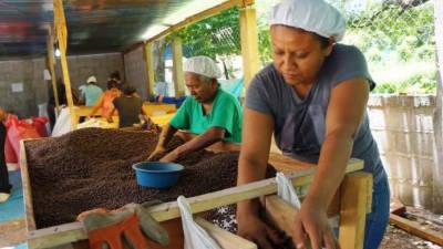 Una productora de pimienta gorda selecciona el grano en Santa Bárbara.