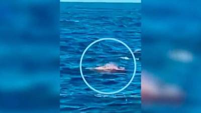 Testigos captaron en video el momento en que un gigantesco tiburón atacó a una persona que nadaba en una playa en Sídney.