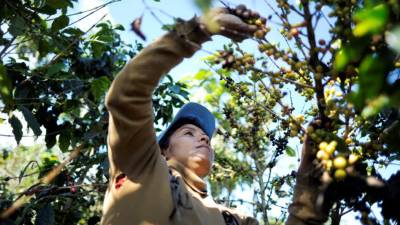 Los cultivos salvadoreños son los más afectados por la roya en Centroamérica.