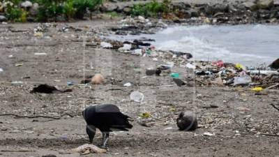 La basura llega a diario a las playas de omoa, por lo que autoridades redoblan esfuerzos para limpiarlas.