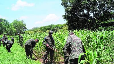 Foto de plantación de maíz del Noveno Batallón de Infantería, ubicado en el valle de Jamastrán, departamento de El Paraíso. Foto: archivo.