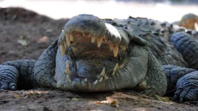 Un cocodrilo busca comida en una piscina de la finca privada de la familia Rosenthal en el municipio de San Manuel, Cortés. AFP