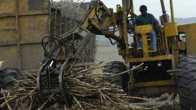El sector azucarero será uno de los más favorecidos con el TLC entre Honduras y Canadá.