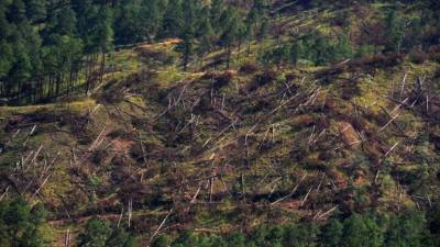 Debido a la plaga del gorgojo se han tenido que talar los bosques y esto ha afectado las fuentes de agua.