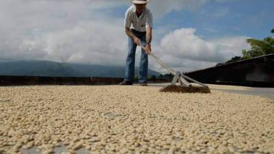 Un cafetalero de La Paz trabaja en el secado.