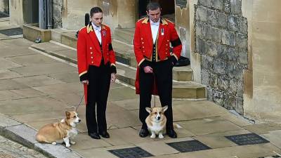 Los corgis de la Reina Isabell II, Muick y Sandy caminan dentro del Castillo de Windsor.