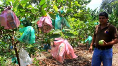 En la aldea Guaruma Dos de Villanueva hay varias familias que se dedican al cultivo de guayabas.