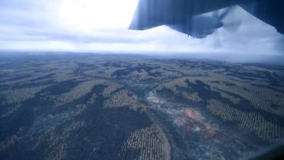 La lluvia comenzó a caer este jueves en Australia ayudando a contener los incendios forestales que devastan el país desde hace varias semanas./AFP.