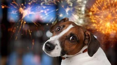 Los animales asustados podrían sufrir incluso un infarto a consecuencia de la quema de pólvora.