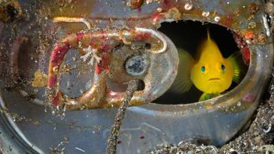 Ocultos en las profundidades del océano | Bryan Skerry