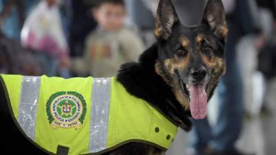 Sombra ha detectado nueve toneladas de drogas en sus cinco años de actividad./AFP.