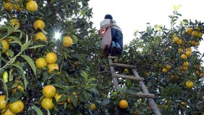 Un productor corta naranjas en la zona norte.
