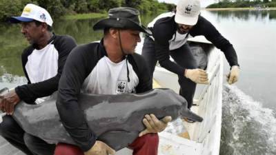 Fotografía cedida por el Fondo Mundial para la Naturaleza (WWF) que muestra a miembros del WWF que sostienen a un delfín rosados en un bote, en el Amazonas, Brasil. EFE/WWF