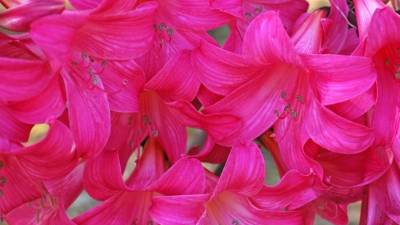 La planta Belladona puede usarse contra cáncer de próstata.