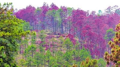 Esperan que plaga no llegue a Gradias a Dios e Islas de la Bahía.