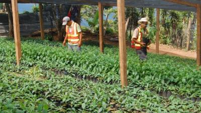 Hombres trabajan en uno de los viveros.