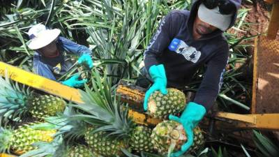 Agricultores trabajan en el corte de piñas, uno de los cultivos que sobresalió en las exportaciones al segundo semestre.