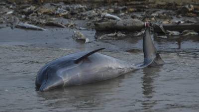 Uno de los 120 delfines que aparecieron muertos en el río Tefé, en la Amazonía (Brasil).