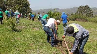 Jornada de reforestación coordinada hace unas semanas por el Instituto Nacional de Conservación Forestal (ICF).