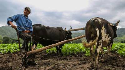 Juan Orlando Hernández anunció que la reactivación del agro beneficia a 13,298 familias hondureñas.
