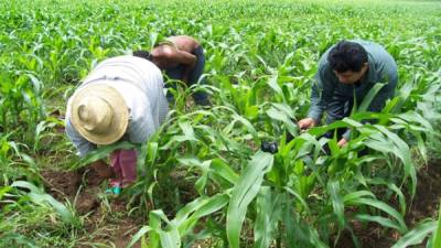 Tres productores de maíz de Nicaragua realizan su faena diaria en uno de los campos del noroeste del país.