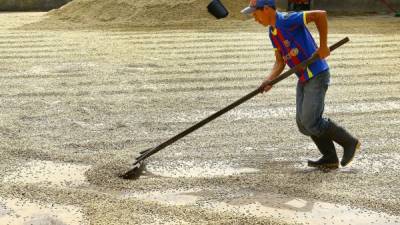 Un productor de San Luis, Santa Bárbara, realiza el secado de granos de café.