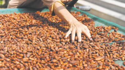 El consumo mundial de granos de cacao ha crecido 32% en la última década.