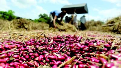 La mayoría de países siguen un ciclo de 5 años para sus censos agropecuarios, lo que facilita la comparación de datos a nivel internacional y el cumplimiento de estándares, según el INE.