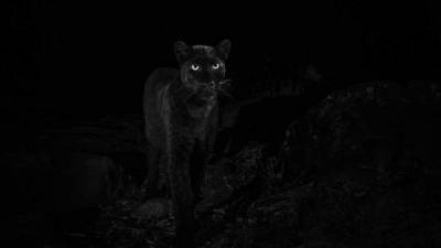 El último registro de un leopardo negro en el continente africano data de 1909.