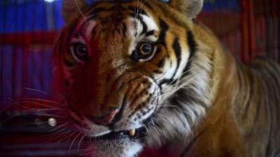 Los tigres serán una especie en peligro de extinción en los circos mexicanos con la entrada en vigor de la nueva ley