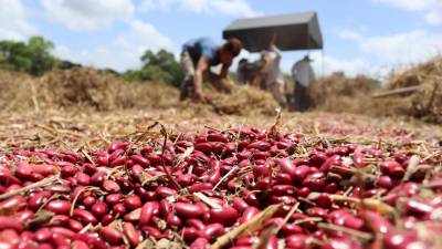 Una política de L156 mil millones para fortalecer el agro