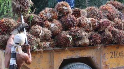 La fruta que sale de las fincas en el valle de Sula es de calidad.