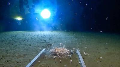 La expedición de Vescovo descubrió nuevas especies en el fondo del océano que conviven con basura desechada por los humanos./Twitter.