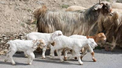 Las cabras y las vacas son consideradas sagradas en la India.