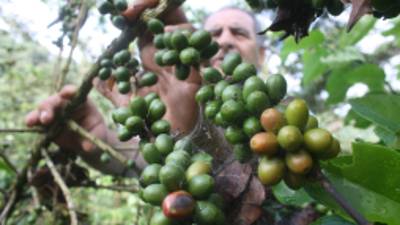 La caída del café por la roya fue la razón principal de la baja exportadora.