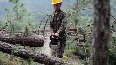 Los militares trabajan en la tala de los árboles dañados por el gorgojo.