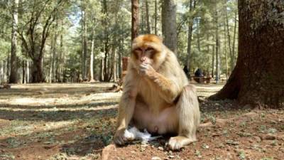 Los macacos de berbería, esos monos que viven salvajes desde Gibraltar hasta los bosques del Atlas, pasando por el Rif, sufren de males tan modernos como la obesidad y los accidentes de tráfico, además de competir con las ovejas por el control del territorio. EFE