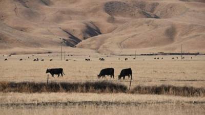 Un grupo de vacas pastan en un seco paraje cerca de Grapevie, California.