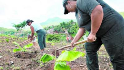 Mujeres hondureñas trabajando la tierra | Imagen de archivo