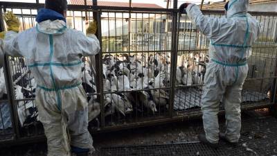 La OMS confirmó la primera muerte humana mundial por gripe aviar H5N2 en México.