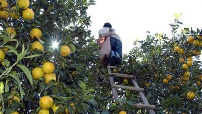Un cortador de naranjas recolecta la fruta.