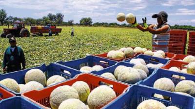 Cifras extraoficiales indican que <b>Grupo Sol </b>cultiva alrededor de 6,000 manzanas de melón en Soledad, El Paraíso y Santa Ana de Yusguare, Choluteca.