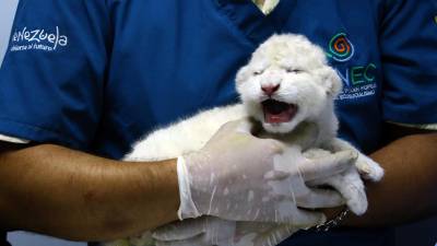 Una hembra de <b>león</b> blanco dio a luz tres leones blancos nacidos en Venezuela como resultado de un programa de reproducción.