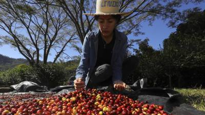 La productora de café Linda Pérez selecciona granos en su finca en la aldea Chusmuy, el 9 de enero de 2024, en el municipio de Márcala, en el departamento de La Paz.
