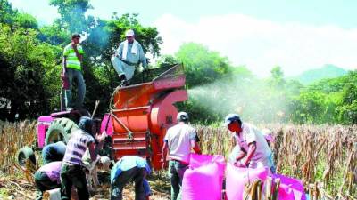 Trabajadores recolectan maíz en un campo industrializado de la zona central.