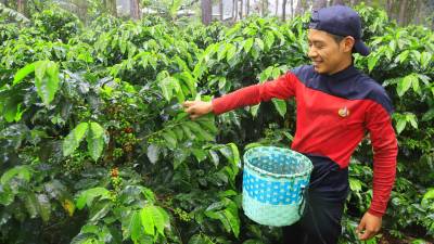 Milton Lemus es productor de café y muestra con orgullo sus cafetos bien cargados de granos que ya comenzaron a madurar. En el sur de Intibucá la cosecha empezará a finales de diciembre.