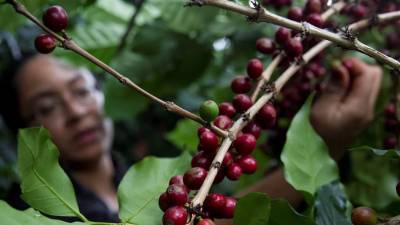 La Comunidad de Estados Latinoamericanos y Caribeños (Celac) es la que hizo la solicitud de prórroga del Reglamento sobre Deforestación de la Unión Europea.
